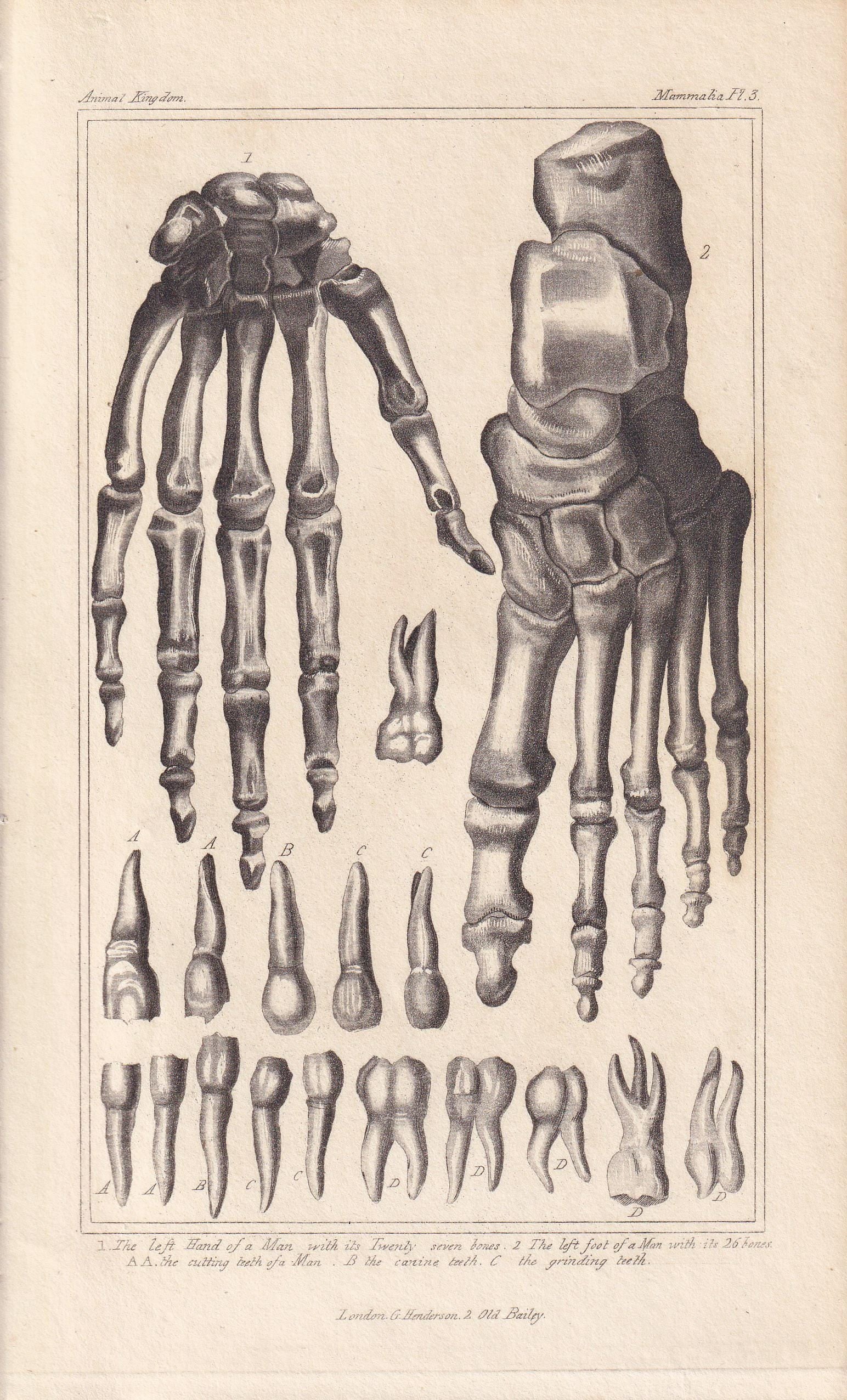1834 HAND & FOOT BONES Print - Hand-Coloured Antique - Cuvier - Human Anatomy Medicine Wall Art - Orthopaedic Gift Decor - 5.