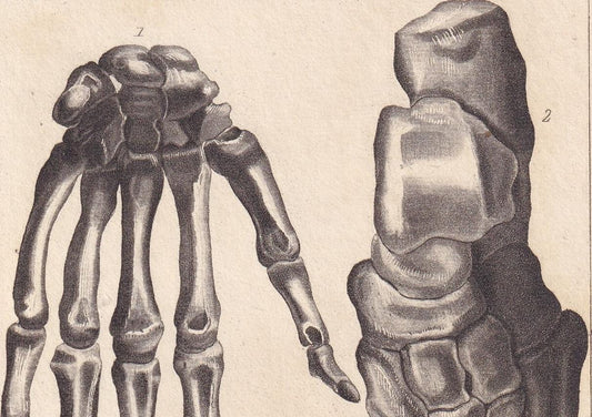 1834 HAND & FOOT BONES Print - Hand-Coloured Antique - Cuvier - Human Anatomy Medicine Wall Art - Orthopaedic Gift Decor - 5.
