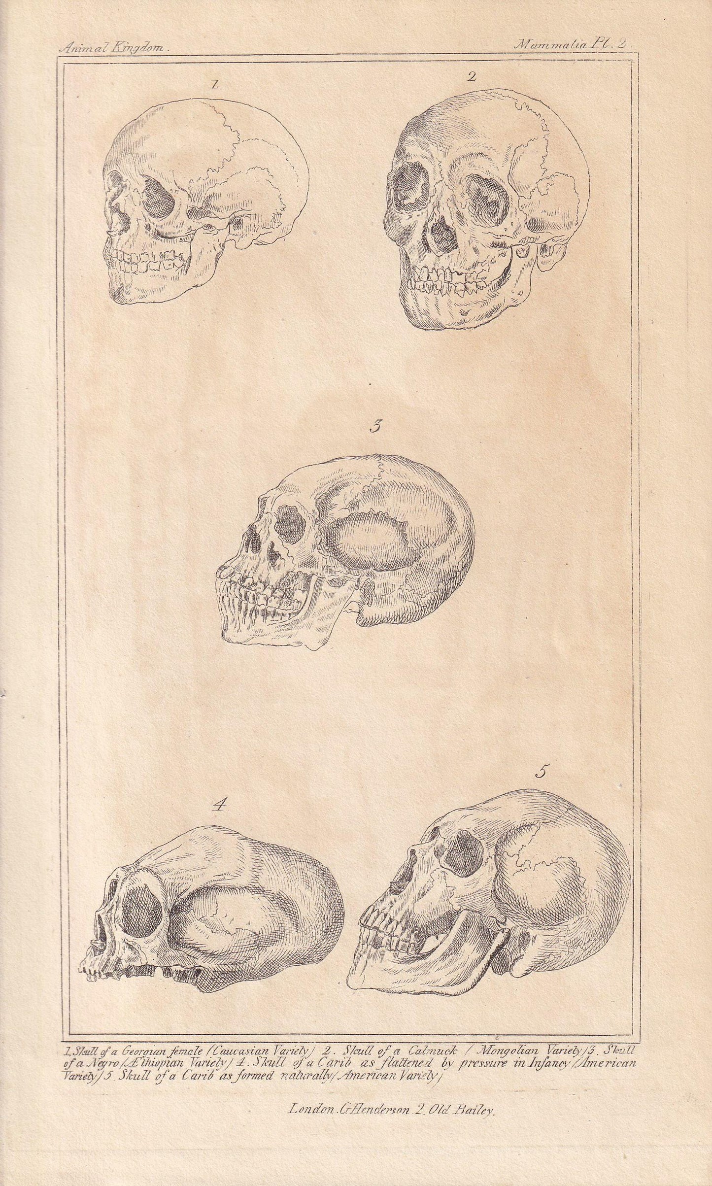 1834 HUMAN SKULLS Print - Hand-Coloured Antique - Cuvier - Anatomy Medicine Wall Art - Orthopaedic Gift Decor - Halloween - 5.3 x 8.2 Inches