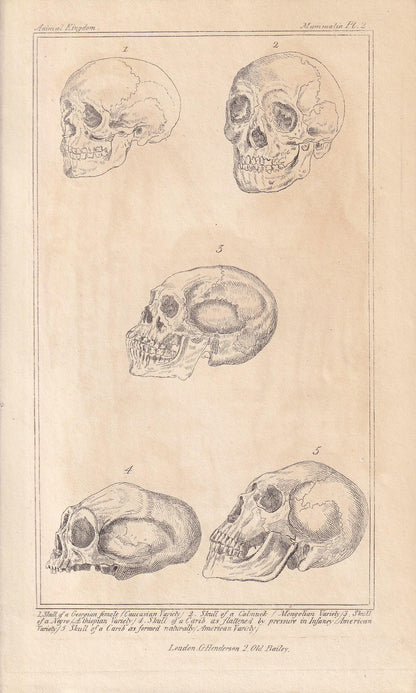 1834 HUMAN SKULLS Print - Hand-Coloured Antique - Cuvier - Anatomy Medicine Wall Art - Orthopaedic Gift Decor - Halloween - 5.3 x 8.2 Inches