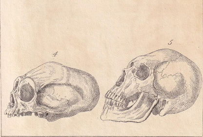 1834 HUMAN SKULLS Print - Hand-Coloured Antique - Cuvier - Anatomy Medicine Wall Art - Orthopaedic Gift Decor - Halloween - 5.3 x 8.2 Inches