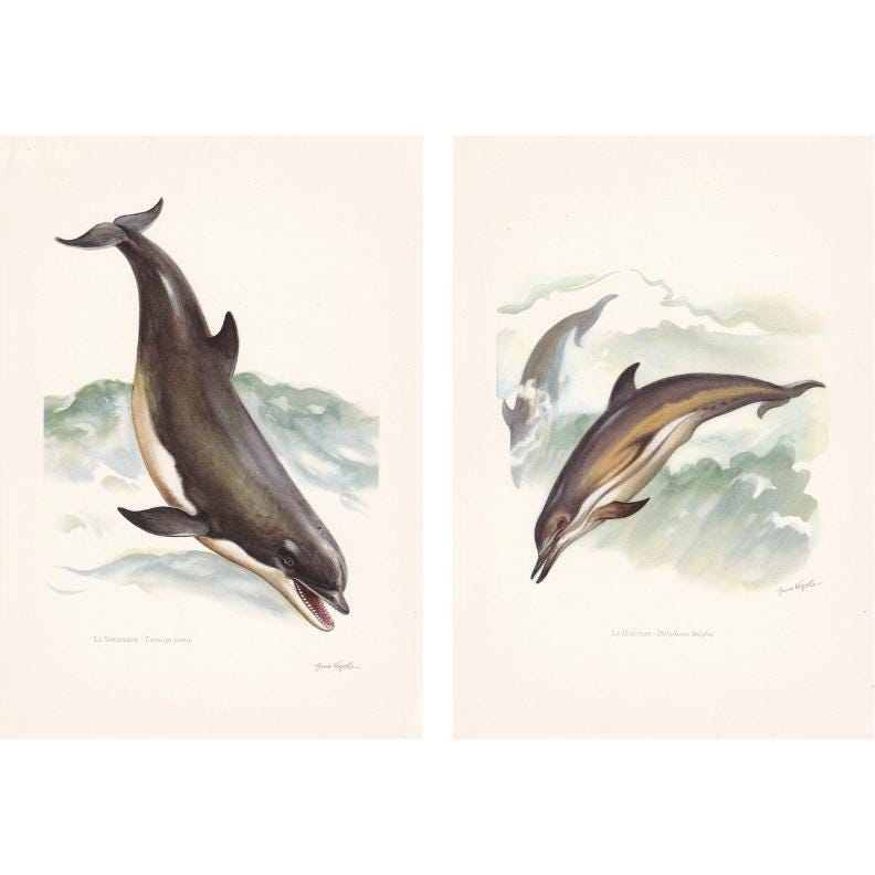 2 x 1960 DOLPHIN & BOTTLENOSE DOLPHIN Prints - Vintage Animal Print - Ocean Decor - Sea Life Wall Art - Vintage - 7.5 x 10.6 Inches