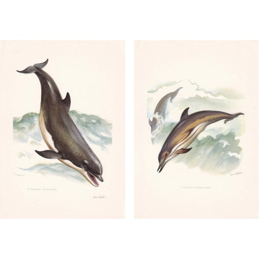 2 x 1960 DOLPHIN & BOTTLENOSE DOLPHIN Prints - Vintage Animal Print - Ocean Decor - Sea Life Wall Art - Vintage - 7.5 x 10.6 Inches