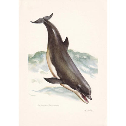 2 x 1960 DOLPHIN & BOTTLENOSE DOLPHIN Prints - Vintage Animal Print - Ocean Decor - Sea Life Wall Art - Vintage - 7.5 x 10.6 Inches