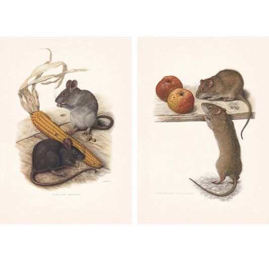 2 x 1960 BLACK & BROWN RAT Prints - Vintage Animal Print - Rat Decor - Animal Wall Art - Vintage Rodent Poster - 7.5 x 10.6 Inches