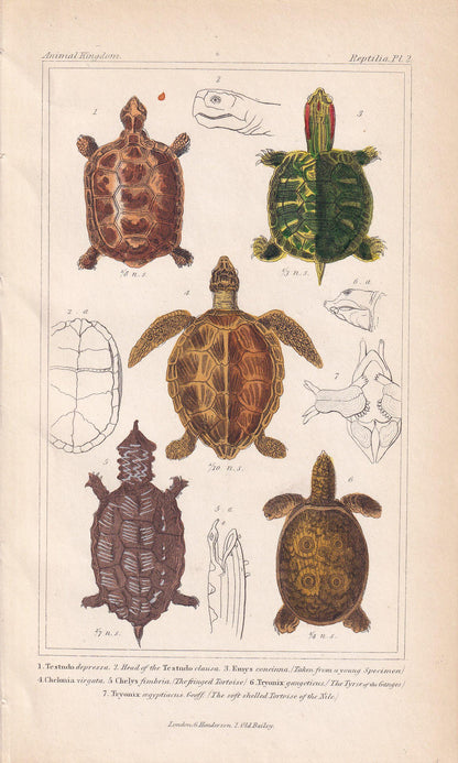 1834 TORTOISE & TURTLE Print - Original Hand-Coloured Antique - Cuvier - Animal Reptile Wall Art - Gift Decor - 5.3 x 8.2 Inches