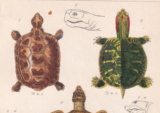 1834 TORTOISE & TURTLE Print - Original Hand-Coloured Antique - Cuvier - Animal Reptile Wall Art - Gift Decor - 5.3 x 8.2 Inc