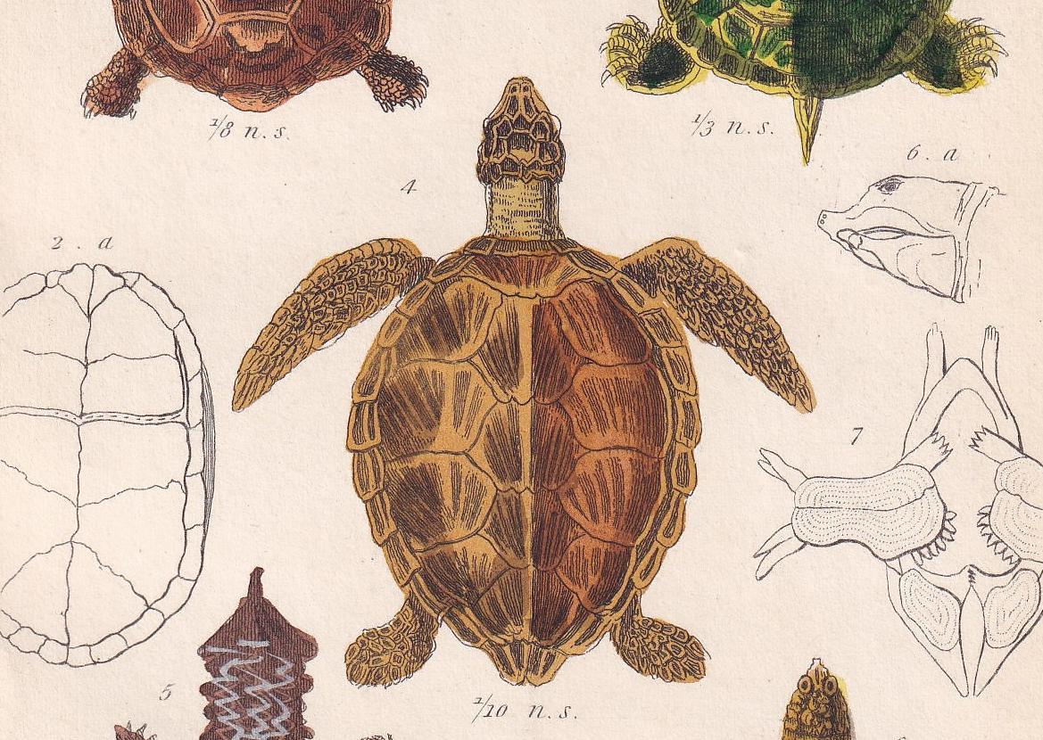 1834 TORTOISE & TURTLE Print - Original Hand-Coloured Antique - Cuvier - Animal Reptile Wall Art - Gift Decor - 5.3 x 8.2 Inc
