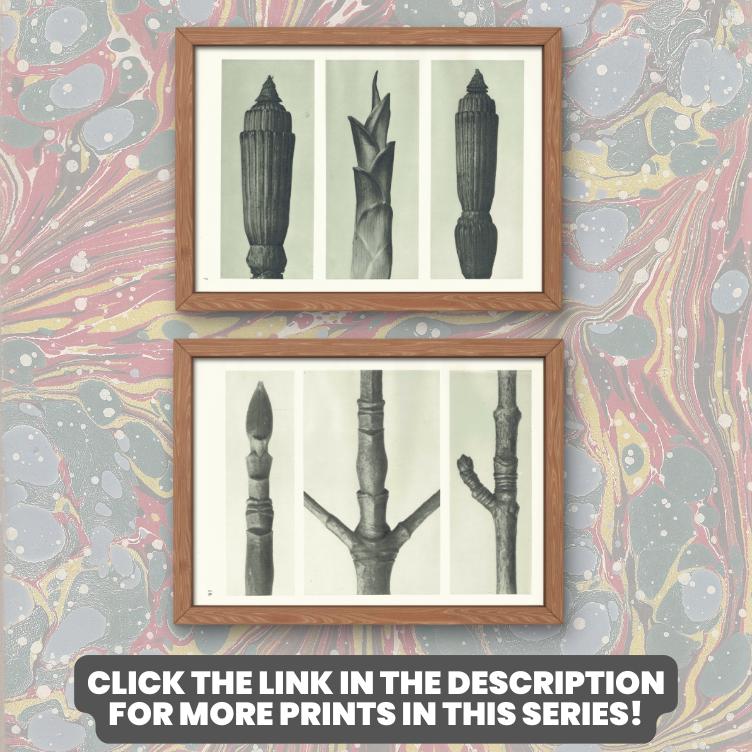 1929 Karl Blossfeldt Print - HART'S TONGUE FERN - Abstract Photogravure - Plant Tree - Botanical Wall Art - 9.5 x 12 Inch