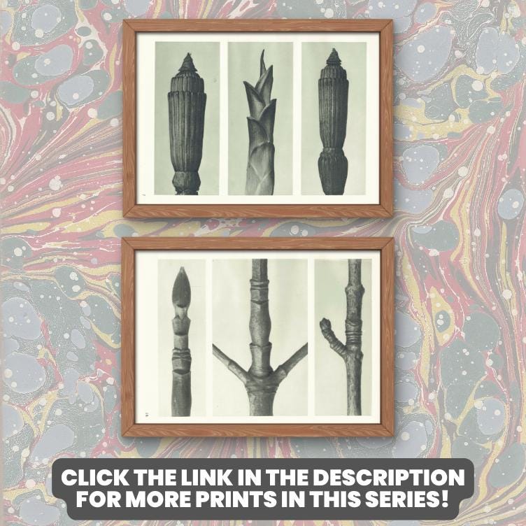 1929 Karl Blossfeldt Print - ACONITE MONKSHOOD LEAF - Abstract Photogravure - Plant Tree - Botanical Wall Art - 9.5 x 12 Inch