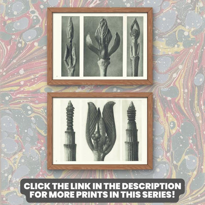 1929 Karl Blossfeldt Print - HART'S TONGUE FERN - Abstract Photogravure - Plant Tree - Botanical Wall Art - 9.5 x 12 Inch