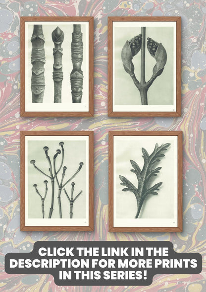 1929 Karl Blossfeldt Print - ACONITE MONKSHOOD LEAF - Abstract Photogravure - Plant Tree - Botanical Wall Art - 9.5 x 12 Inch