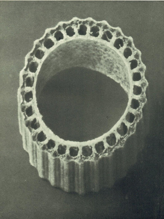 1929 Karl Blossfeldt Print - ROUGH HORSETAIL - Abstract Photogravure - Plant Tree - Botanical Wall Art - 9.5 x 12 Inch