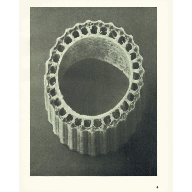 1929 Karl Blossfeldt Print - ROUGH HORSETAIL - Abstract Photogravure - Plant Tree - Botanical Wall Art - 9.5 x 12 Inch