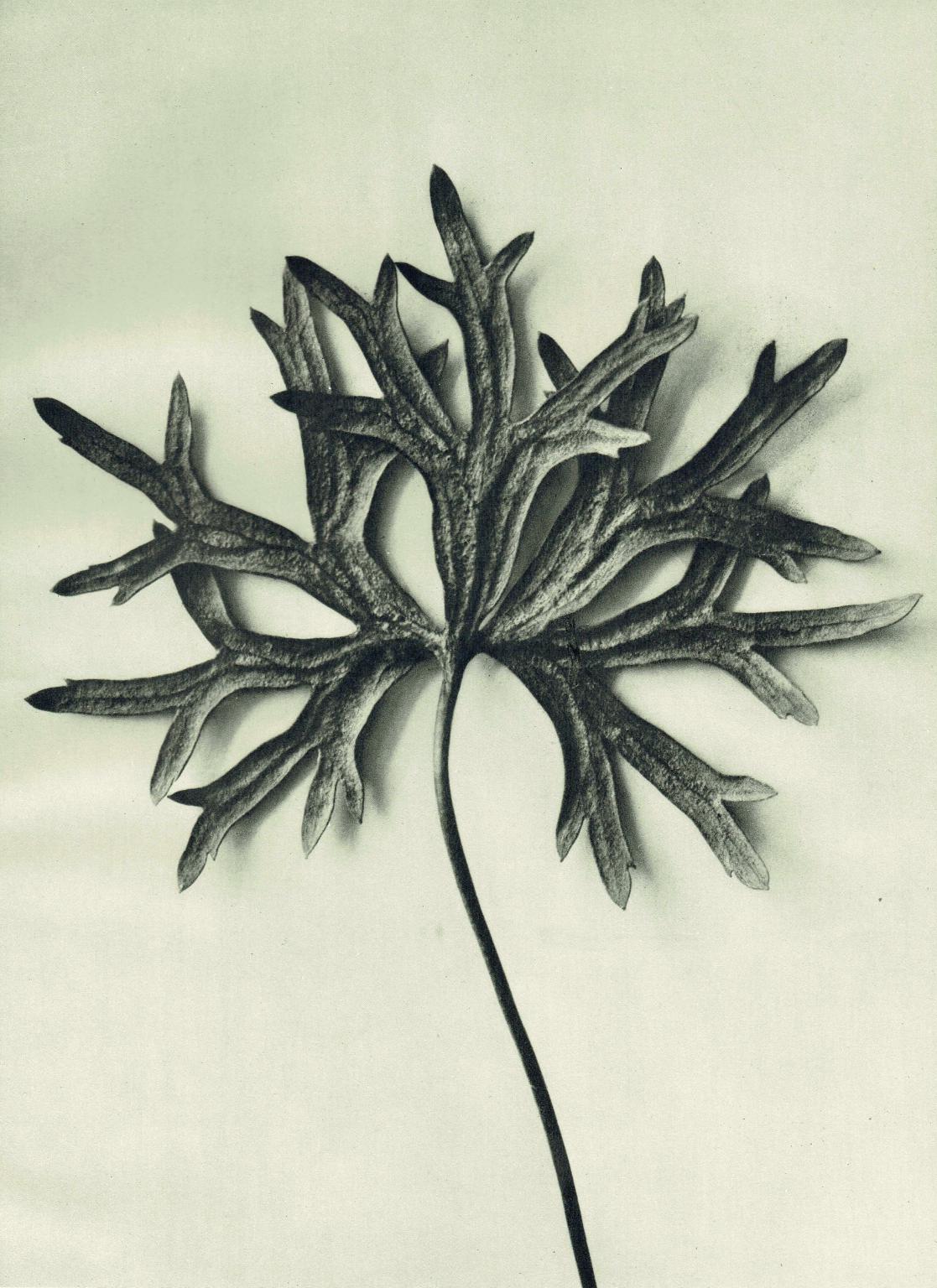 1929 Karl Blossfeldt Print - ACONITE MONKSHOOD LEAF - Abstract Photogravure - Plant Tree - Botanical Wall Art - 9.5 x 12 Inch