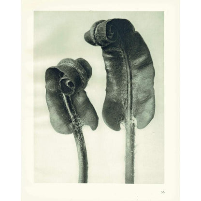 1929 Karl Blossfeldt Print - HART'S TONGUE FERN - Abstract Photogravure - Plant Tree - Botanical Wall Art - 9.5 x 12 Inch