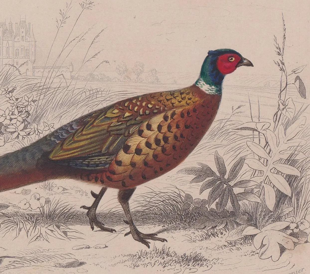 1861 PHEASANT Print - Hand-Coloured Antique Print - Orbigny - Bird Wall Art - Animal Gift Decor - 5.75 x 9.75 Inches