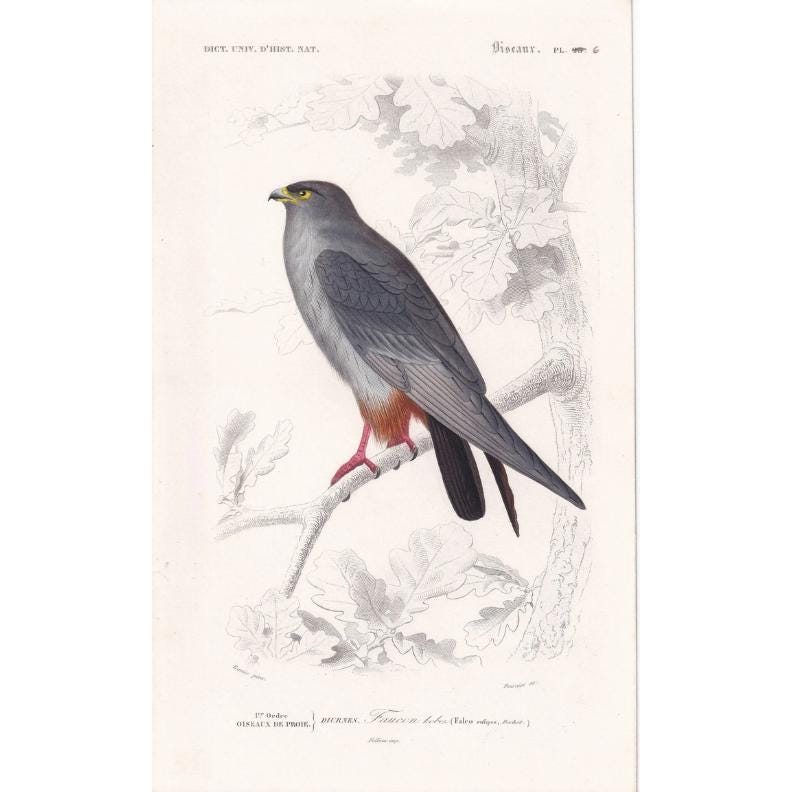 1861 RED-FOOTED FALCON Bird Print - Hand-Coloured Antique Print - Orbigny - Bird Wall Art - Animal Gift Decor - 5.75 x 9.75 I