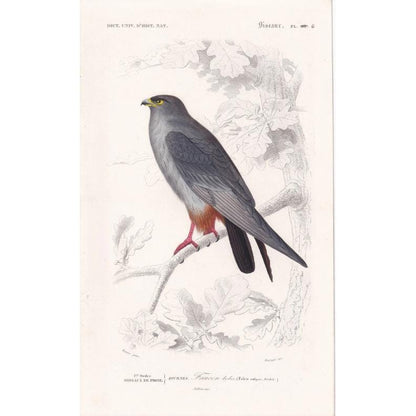 1861 RED-FOOTED FALCON Bird Print - Hand-Coloured Antique Print - Orbigny - Bird Wall Art - Animal Gift Decor - 5.75 x 9.75 I