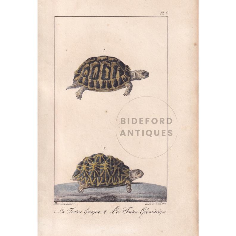 1834 GREEK & GEOMETRIC TORTOISE Print - Hand-Coloured Antique Print - Lacepede - Tortoise Wall Art - Animal Nature Gift - 5.8