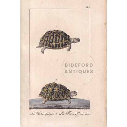1834 GREEK & GEOMETRIC TORTOISE Print - Hand-Coloured Antique Print - Lacepede - Tortoise Wall Art - Animal Nature Gift - 5.8