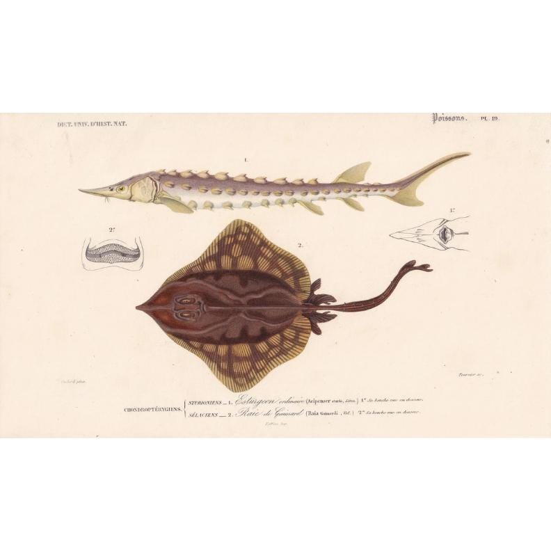 1861 STURGEON & SKATE FISH Print - Hand-Coloured Antique Print - Orbigny - Fishing Art - Gift Decor - 9.75 x 5.75 Inches