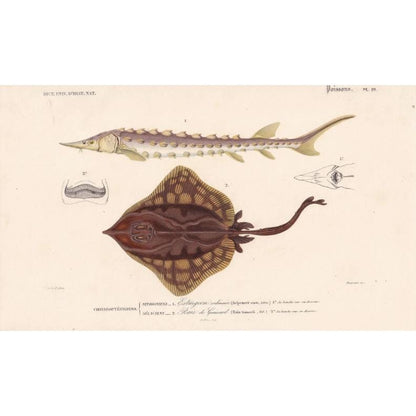 1861 STURGEON & SKATE FISH Print - Hand-Coloured Antique Print - Orbigny - Fishing Art - Gift Decor - 9.75 x 5.75 Inches
