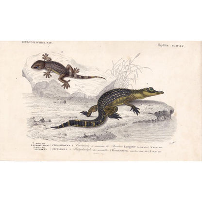 1861 ALLIGATOR & WALL GECKO - Hand-Coloured Antique Print - Orbigny - Lizard Wall Art - Gift Decor - 9.75 x 5.75 Inches