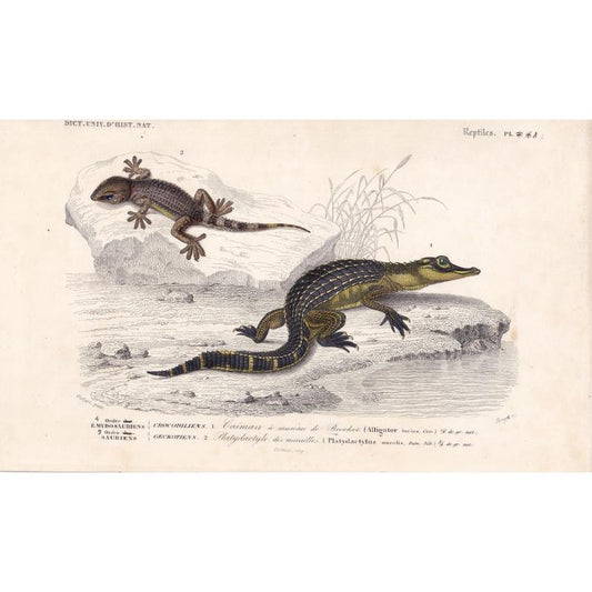 1861 ALLIGATOR & WALL GECKO - Hand-Coloured Antique Print - Orbigny - Lizard Wall Art - Gift Decor - 9.75 x 5.75 Inches