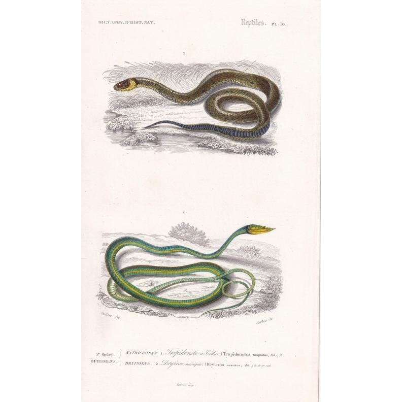 1861 GRASS SNAKE & Green Adder - Hand-Coloured Antique Print - Orbigny - Snake Wall Art - Gift Decor - 5.75 x 9.75 Inches
