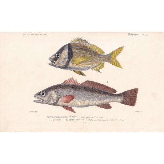 1861 PORK FISH & MEAGRE Fish Print - Hand-Coloured Antique Print - Orbigny - Fishing Art - Gift Decor - 9.75 x 5.75 Inches