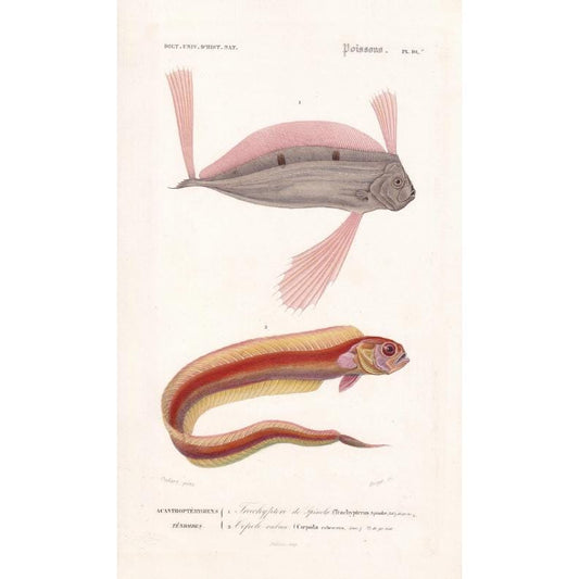 1861 RIBBONFISH & RED BANDFISH Fish Print - Hand-Coloured Antique Print - Orbigny - Fishing Art - Gift Decor - 5.75 x 9.75 Inches