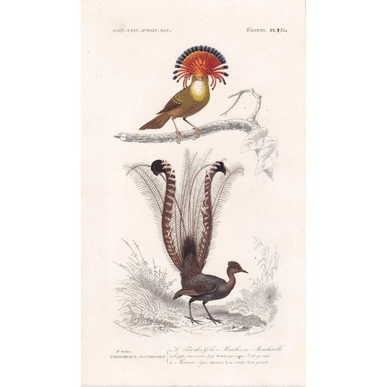 1861 FLYCATCHER & LYREBIRD Bird Print - Hand-Coloured Antique Print - Orbigny - Bird Wall Art - Animal Gift Decor - 5.75 x 9.