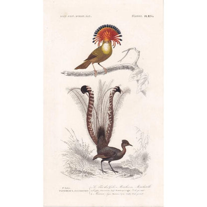 1861 FLYCATCHER & LYREBIRD Bird Print - Hand-Coloured Antique Print - Orbigny - Bird Wall Art - Animal Gift Decor - 5.75 x 9.