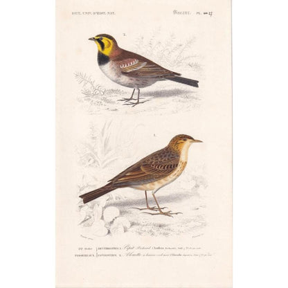 1861 RICHARD'S PIPIT & Horned Lark Print - Hand-Coloured Antique Print - Orbigny - Bird Wall Art - Animal Gift Decor - 5.75 x