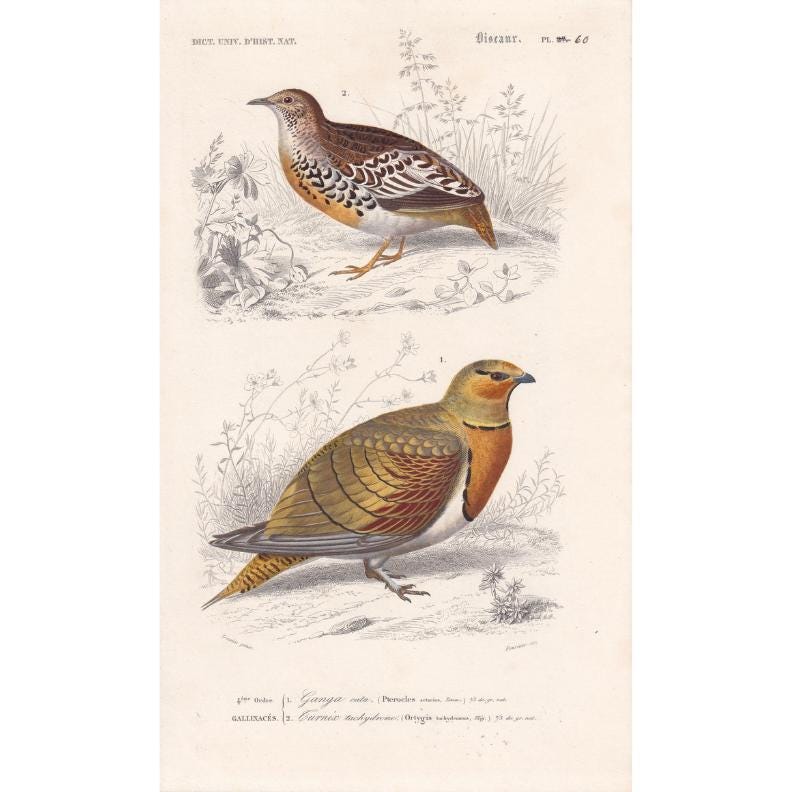 1861 SANDGROUSE & BUTTON QUAIL Bird Print - Hand-Coloured Antique Print - Orbigny - Bird Wall Art - Animal Gift Decor - 5.75 