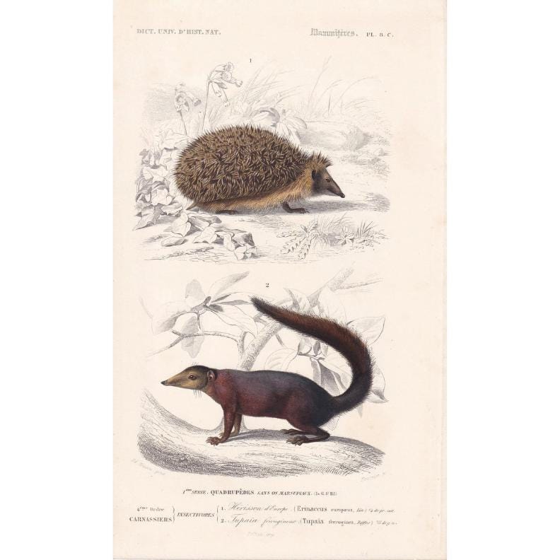 1861 HEDGEHOG & TUPAIA Print - Hand-Coloured Antique Print - Orbigny - Hedgehog Wall Art - Animal Gift Decor - 5.75 x 9.75 In