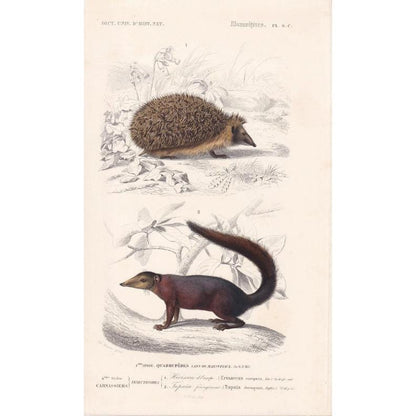 1861 HEDGEHOG & TUPAIA Print - Hand-Coloured Antique Print - Orbigny - Hedgehog Wall Art - Animal Gift Decor - 5.75 x 9.75 In