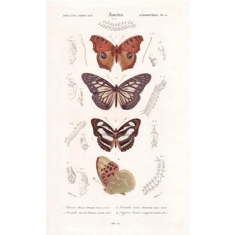 1861 BUTTERFLIES Print - Hand-Coloured Antique Print - Orbigny - Insect Wall Art - Gift Decor - 5.75 x 9.75 Inches