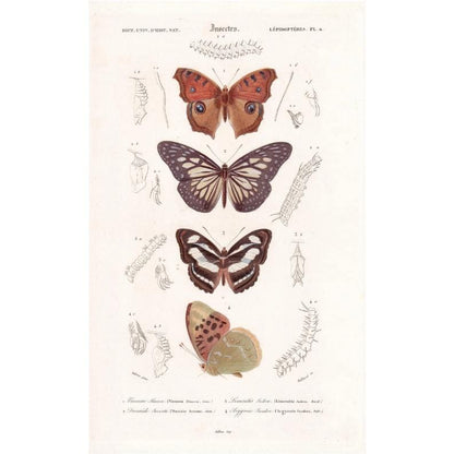 1861 BUTTERFLIES Print - Hand-Coloured Antique Print - Orbigny - Insect Wall Art - Gift Decor - 5.75 x 9.75 Inches