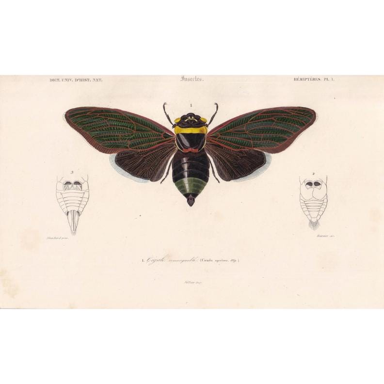 1861 CICADA Print - Hand-Coloured Antique Print - Orbigny - Insect Wall Art - Gift Decor - 5.75 x 9.75 Inches
