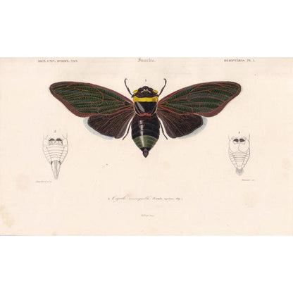 1861 CICADA Print - Hand-Coloured Antique Print - Orbigny - Insect Wall Art - Gift Decor - 5.75 x 9.75 Inches