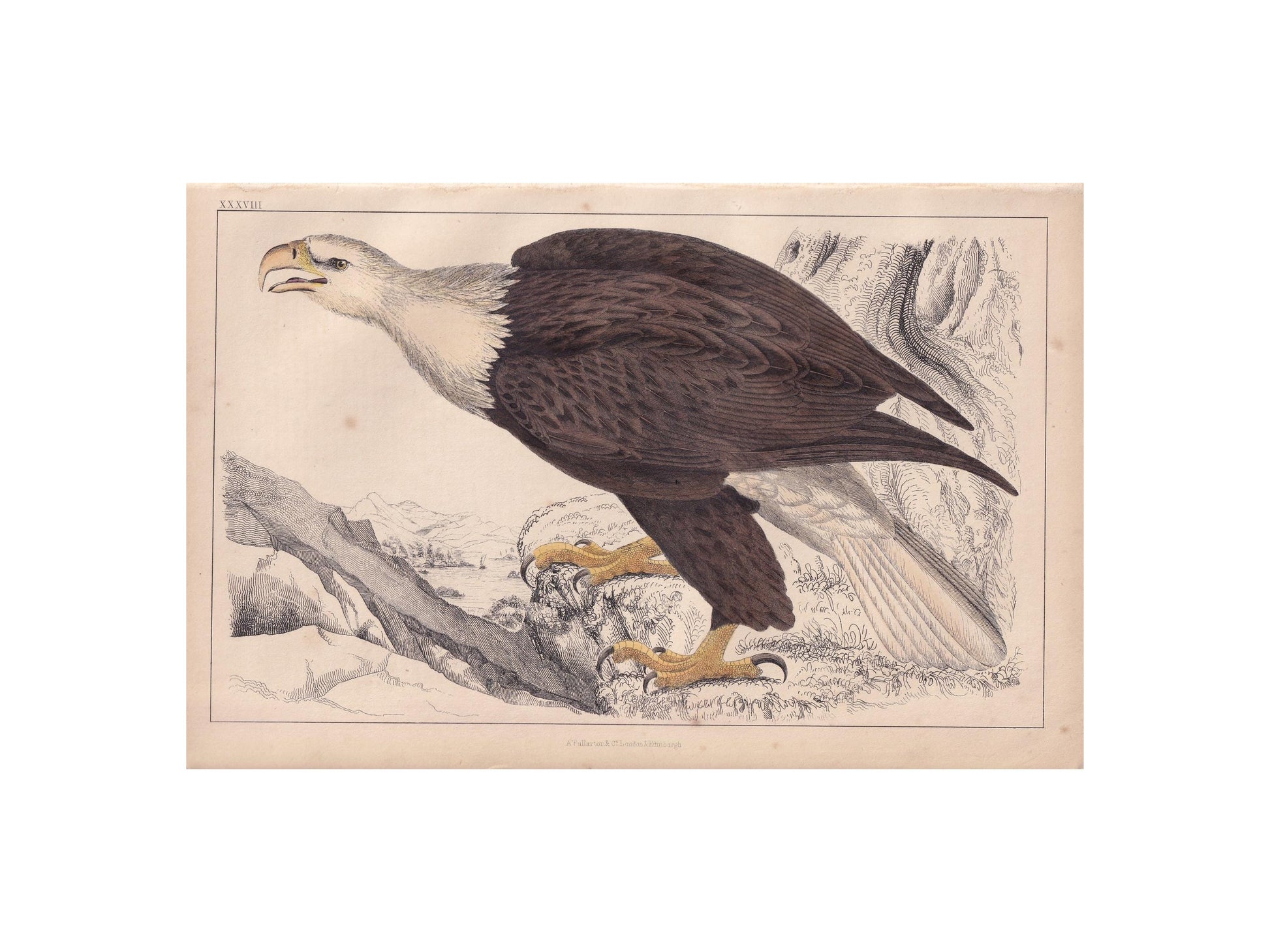 1850 BALD EAGLE Print - Original Hand-Coloured Engraving - Bird Wall Art - Antique American Eagle Print - Woodpecker Decor - 10 x 6.4 Inches