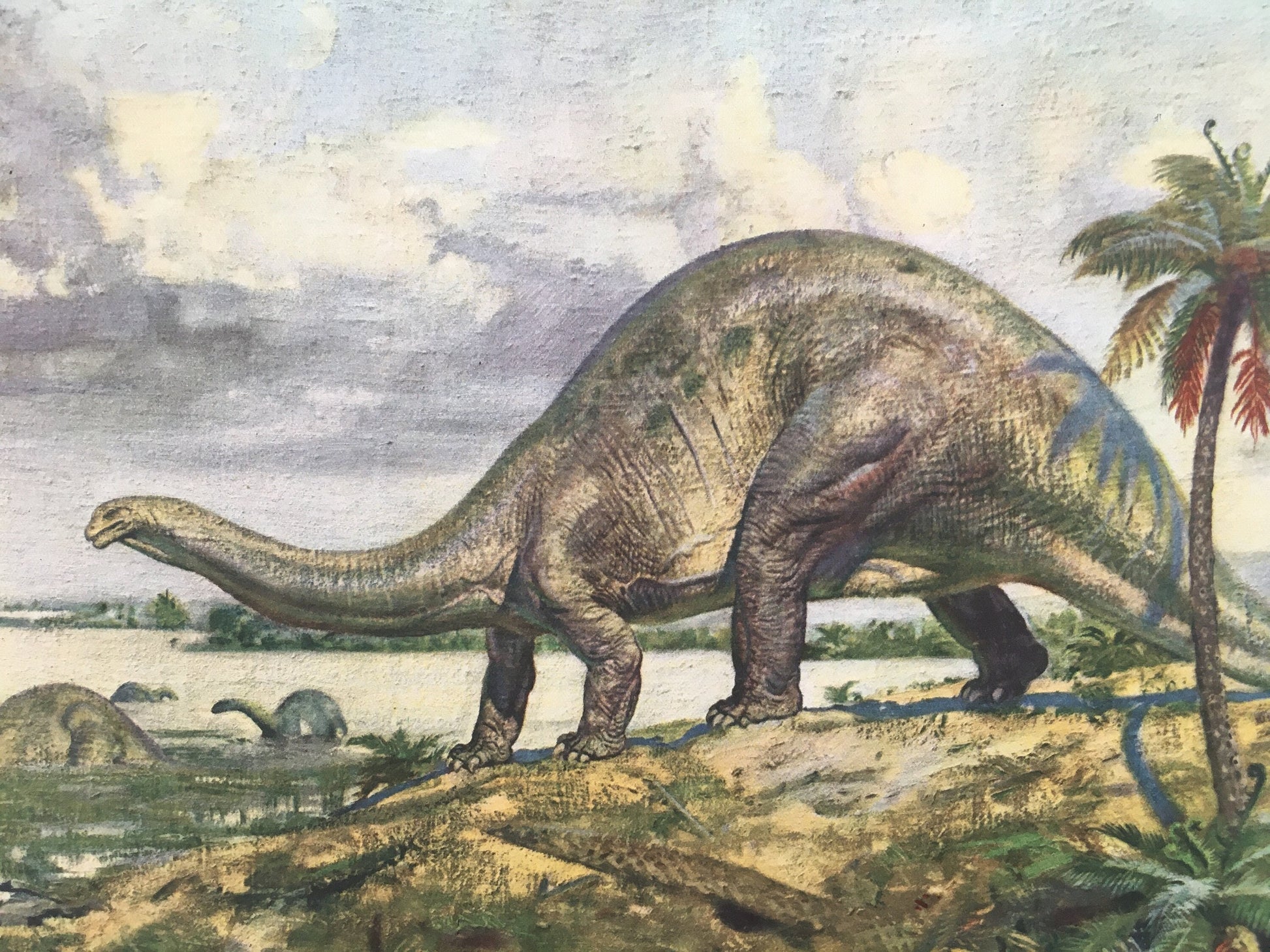 1960 BRONTOSAURUS DINOSAUR Print - Prehistoric Animals Print - Paleoart - Dinosaur Decoration - 63 Years Old - 13.5 x 9.75 Inches