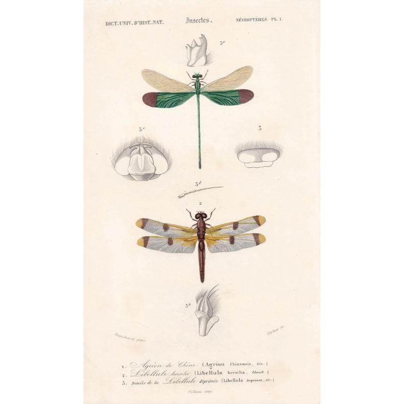1861 DRAGONFLY Print - Hand-Coloured Antique Print - Orbigny - Insect Art - Gift Decor - 5.75 x 9.75 Inches