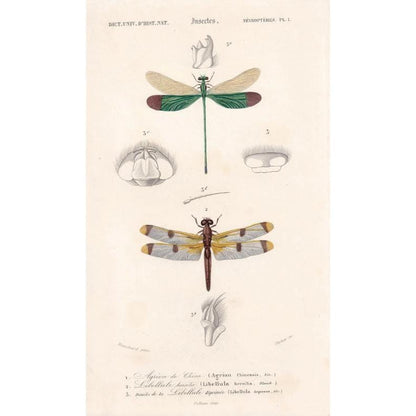 1861 DRAGONFLY Print - Hand-Coloured Antique Print - Orbigny - Insect Art - Gift Decor - 5.75 x 9.75 Inches