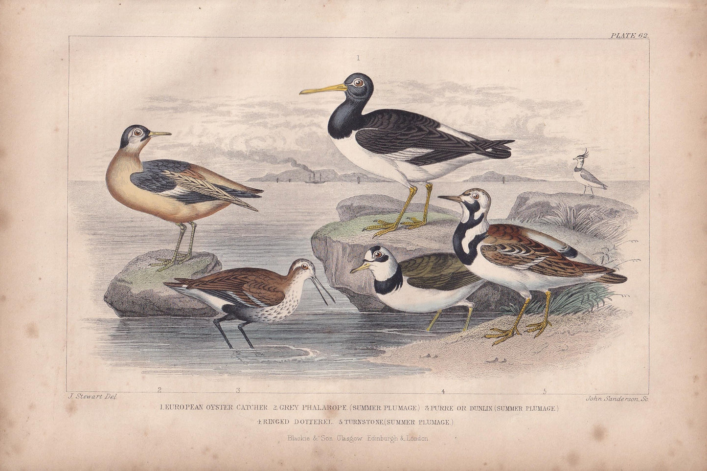 1859 OYSTER CATCHER, PHALAROPE, & Dunlin Bird Print - Hand-Coloured Engraving - Bird Wall Art - Antique Bird Decor - 9.5 x 6.