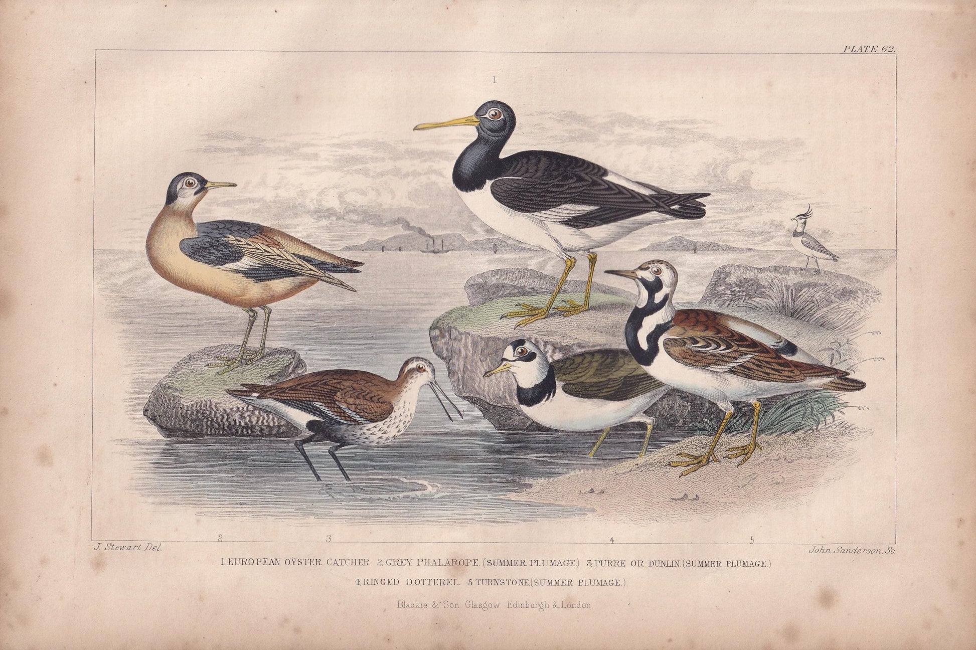 1859 OYSTER CATCHER, PHALAROPE, & Dunlin Bird Print - Hand-Coloured Engraving - Bird Wall Art - Antique Bird Decor - 9.5 x 6.