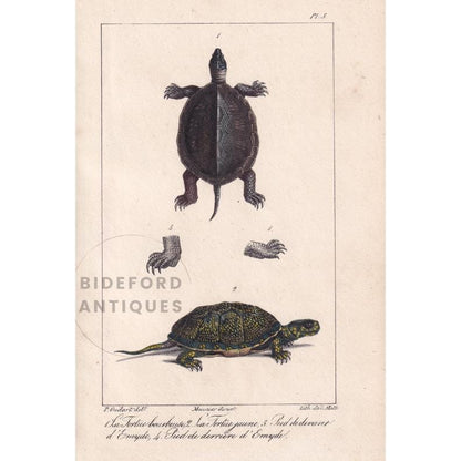 1834 TURTLE & YELLOW TORTOISE Print - Hand-Coloured Antique Print - Lacepede - Tortoise Wall Art - Animal Nature Gift - 5.8 x