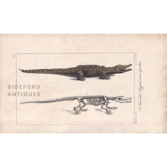 1834 NILE CROCODILE Print - Hand-Coloured Antique Print - Lacepede - Crocodile Wall Art - Animal Nature Gift - 5.8 x 8.9 Inches